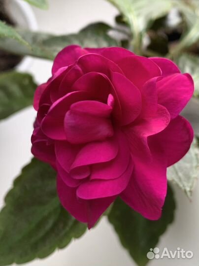 Бальзамин махровый 6 сортов