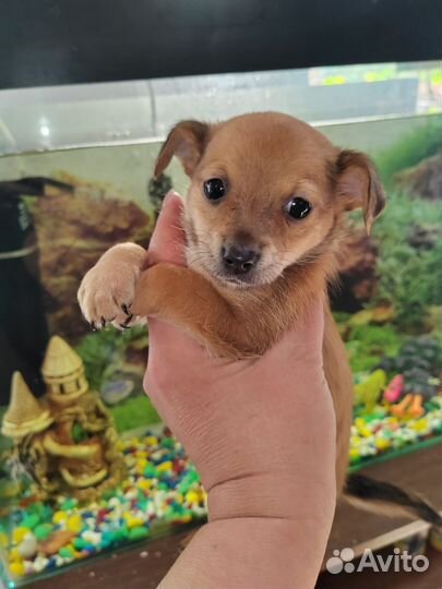 Той-терьер щенки