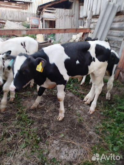 Продам подрощенных бычков