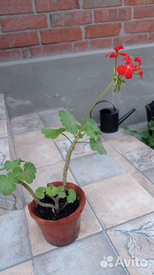 Пеларгония герань