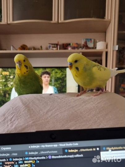 Волнистые попугаи пара, говорящий попугай, получех