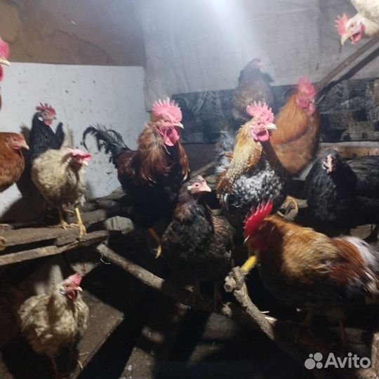 Молодые петухи