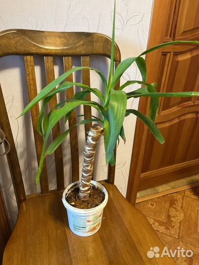 Пальма юкка