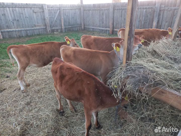 Телочка джерсейская