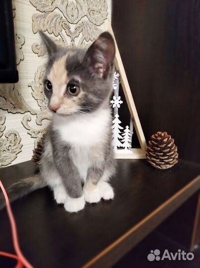 Котенок девочка бесплатно