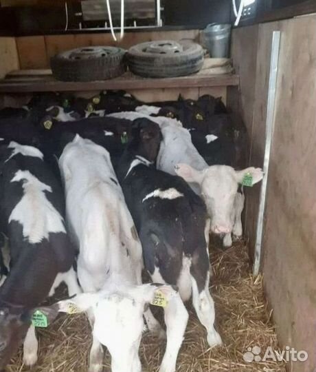 Телята бычки