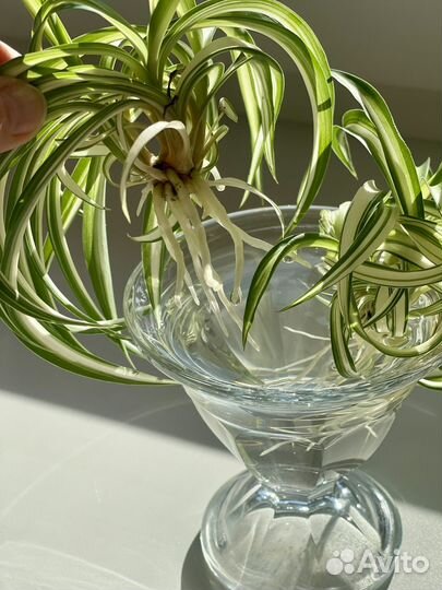 Хлорофитум