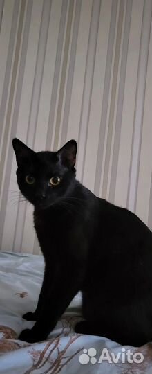 Передержка всех видов животных, гуляю с собаками