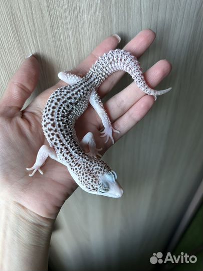 Эублефар Total Eclipse White Face