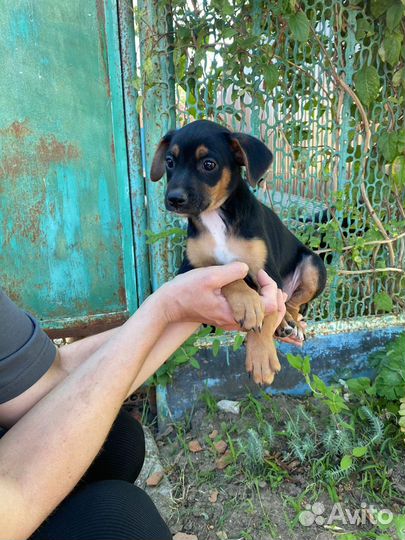 Патрик щенок от маленькой собачки