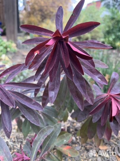 Вероника, роджерсия, астра, молочай