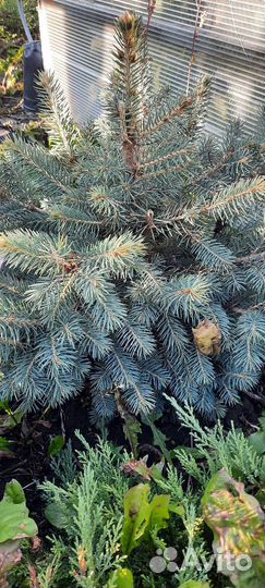 Ель голубая Глаука