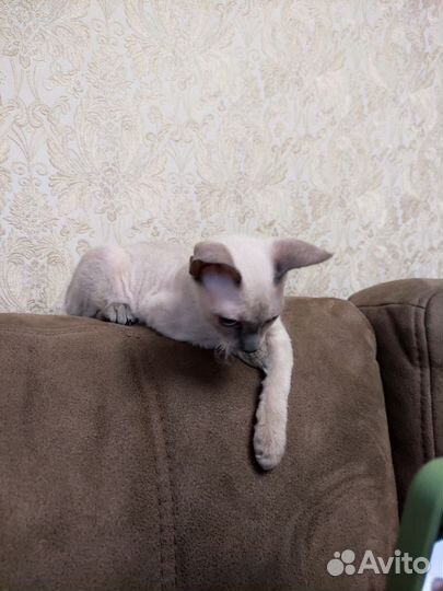 Донской сфинкс браш котята