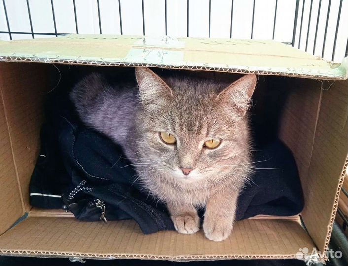 Кошка в дар бесплатно