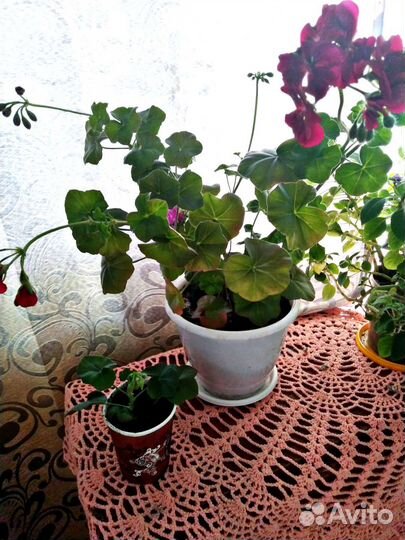 Гиппиаструм