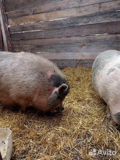 Вьетнамские вислобрюхие свинки