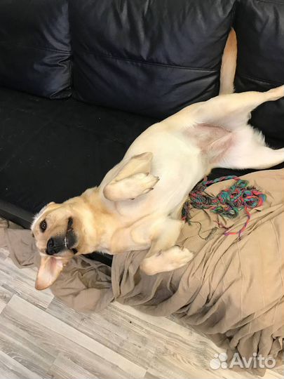 Лабрадор девочка 5 лет