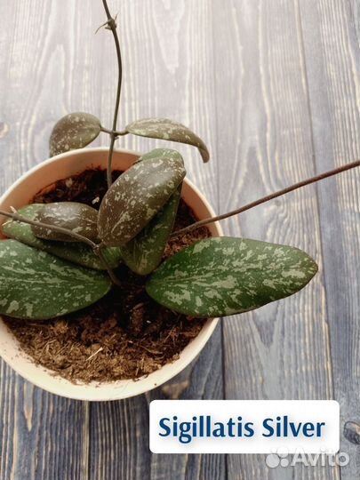 Хойя на срез и укорененная