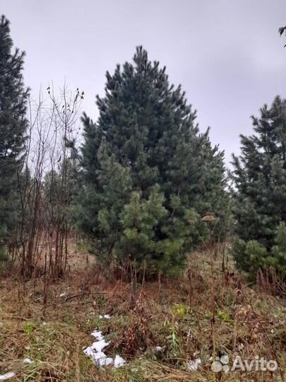 Саженцы кедра