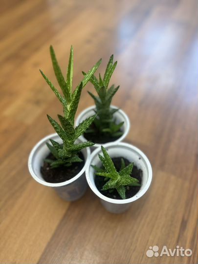 Суккуленты