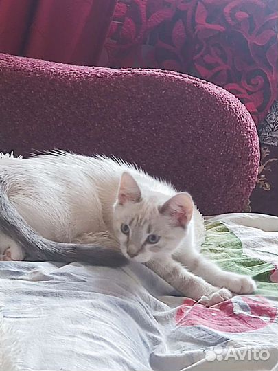 Кошка бесплатно