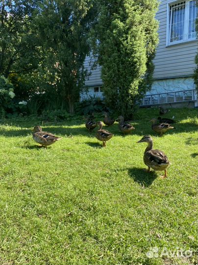 Подсадные утки