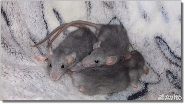 Крысята Дамбо норковые. Крысы голубого окраса пито
