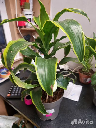 Драцена душистая, комнатные растения