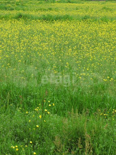 Участок 52,5 сот. (СНТ, ДНП)