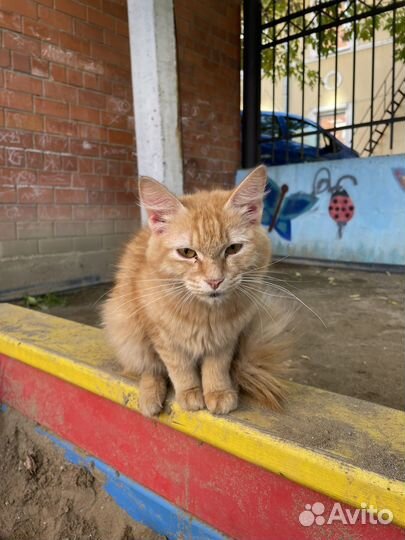 Кошка в дар