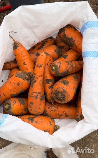 Морковь оптом