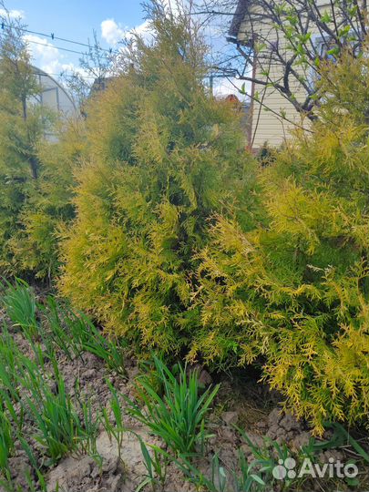 Туя золотистая