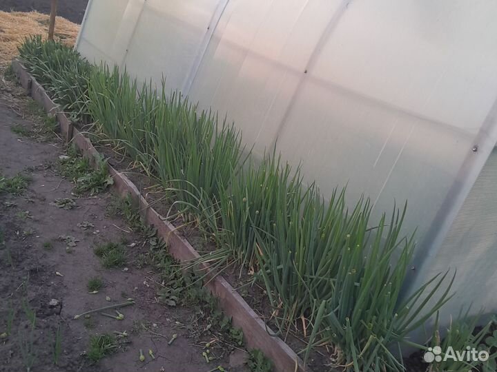 Лук для зелени