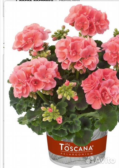 Пеларгония герань сортовая