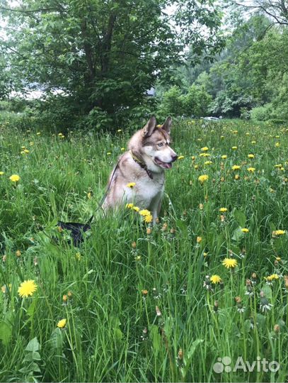 Выгульщик собак догситтер