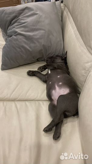 Французский бульдог