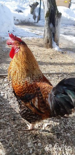 Инкубационное яйцо кур несушек