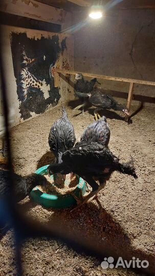 Петухи ухейилюй и Дакан