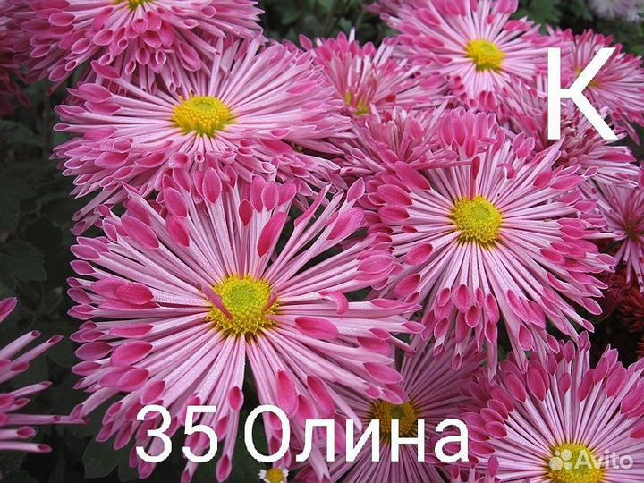 Хризантема корейская
