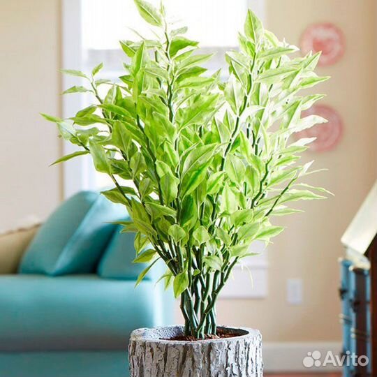 Цветы комнатные для офиса Педилантус Замиокулькас