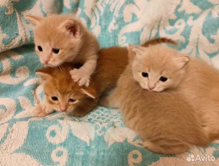 Котята невероятной красоты