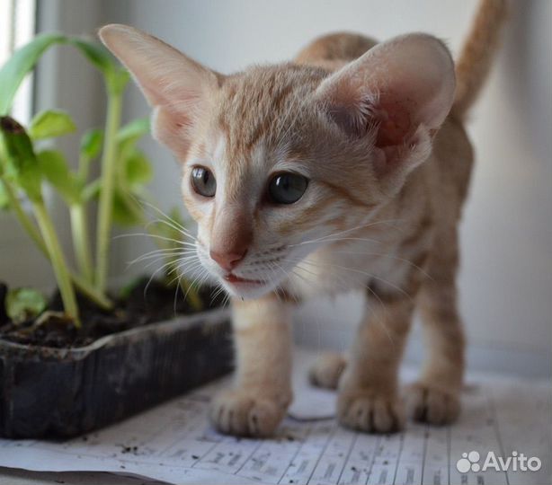 Ориентальные котята