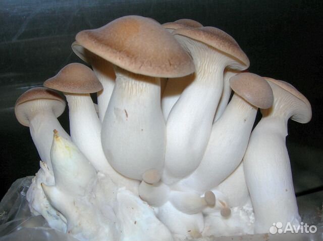 Семена, Мицелий Вешенки королевской, семена грибов