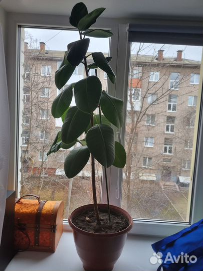 Фикус большой с горшком