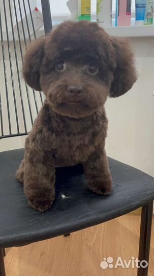 Мальтипу девочка