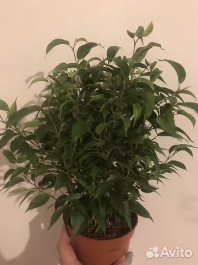 Фикус бенджамина Наташа