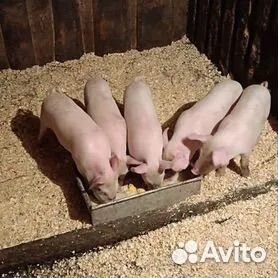 Поросята крупня белая