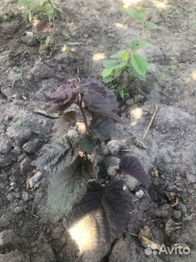 Саженцы фундук краснолистный