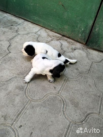 Русский спаниель