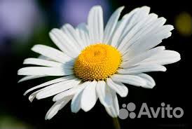 Ромашки - букеты